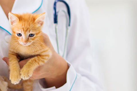 New Kitten Care